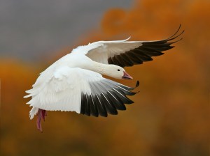 Snow Goose in Flight