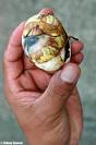 balut